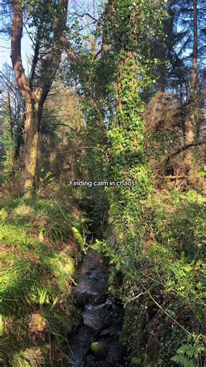 Among the streams of Scotland, where snowdrops bloom and daffodils rise, I’m reminded that calm isn’t the absence of chaos, it’s choosing stillness within it. #nature #scotland #exploring #forest