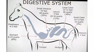 3.5K views · 325 reactions | Animal knowledge-punjab on Reels | Facebook