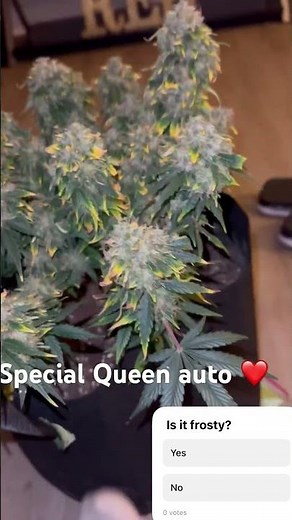 How to grow Autoflower seed to harvest (organic grow). #educationalvideo #gardening #plants #organic