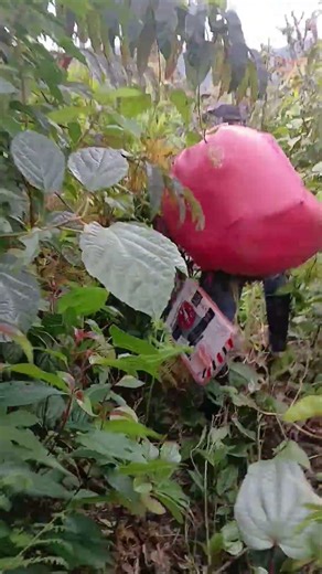 con todo aqui enla selva #montañas