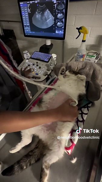 Abdominal Ultrasound Procedure in a Sweet Cat