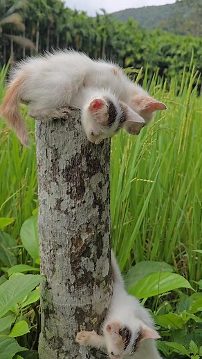 26K views · 737 reactions | Kittens playing climbing game #cat #kitten #catlover #streetcat #cutecat #fblifestyle | Andaman Baby | Facebook