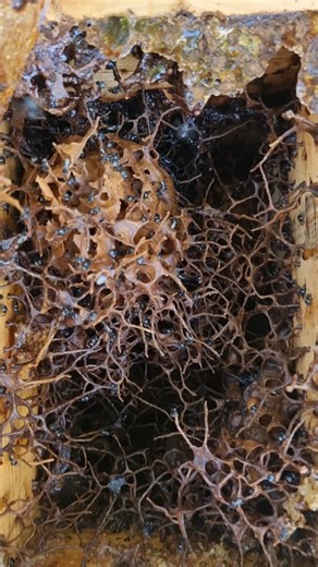 2.2K views · 13 reactions | This gorgeous, stringy stingless bee hive...