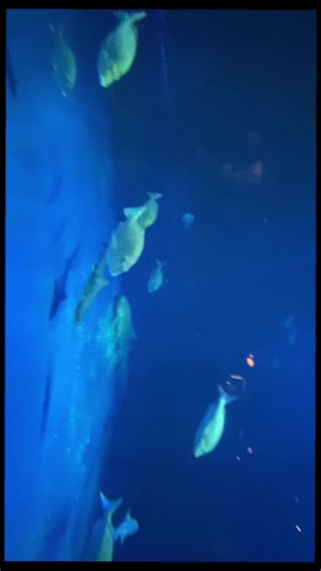 『最後の円陣』 体育館には、いつもと同じボールの音が響いていた。 「ナイス！」 「ドンマイ！」 「もう一本！」 その声を聞くのも、 今日が最後だった。 ⸻ 引退試合。 誰も諦めていなかった。 あと1点取れば逆転。 みんな汗だくになってボールを追いかけた。 ⸻ 最後のラリー。 一本目。 二本目。 三本目。 何度もつないだ。 「落とすな！」 キャプテンが叫ぶ。 みんなで必死につないだボール。 でも… 最後の一本は、相手コートへ届かなかった。 ⸻ ピーーーッ。 試合終了。 その瞬間、 誰よりも強かったキャプテンが、その場にしゃがみ込んで泣いた。 その姿を見た瞬間、 みんなも涙が止まらなかった。 ⸻ 部室へ戻ると、 静かだった。 誰も制服に着替えない。 誰も話さない。 ただ、ユニフォームを見つめていた。 ⸻ その時、 顧問の先生が一つの箱を持ってきた。 「これ、最後に開けてみ。」 ⸻ 箱の中には、 一年生の頃から撮りためた写真が入っていた。 ⸻ 初めてサーブが入って喜んだ日。 試合に負けてみんなで泣いた日。 夏休み、汗だくで走った日。 円陣を組んで笑った日。 全部、その箱に詰まっていた。 ⸻