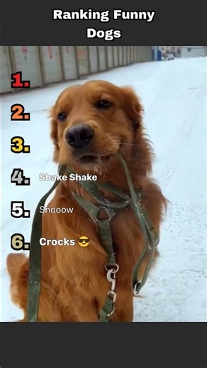 Dogs Are Getting Really Funny 🤣❤️