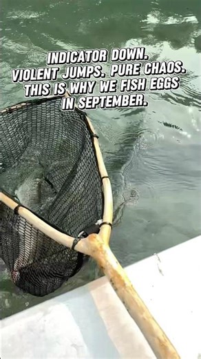 Strike Indicator Goes Down — Wild Rainbow on an Egg Pattern | BC Interior Fall Fishing