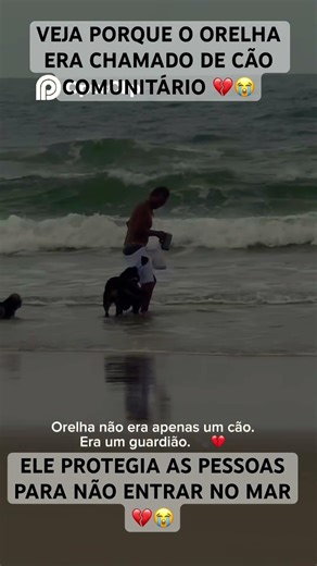 Orelha: Mais que um Cão, um Guardião Eterno.❤️🕊️ #luto #causaanimal #saudade #cãoorelha #amoranimal