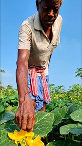 88K views · 467 reactions |  Boosting Pumpkin Yield | Early Morning Pollination #shorts #reelsviralシ #reels #highlights #pollinators #fypシ #StarsEverywhere #reelsfypシ #everyoneシ゚ #pumkin | SS Agri Vlog | Facebook