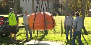 Jericho gourd-grower cultivates giant pumpkins