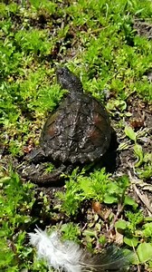 7.4K views · 401 reactions | This young snapping turtle is taking his first steps in our outdoor turtle area. He looks like he likes what he sees! Snapping turtles are typically seen mostly in June and July when they are looking to nest and lay eggs. #hopeforwildlife #HFW #wildliferescue #wildliferehab #turtles | Hope For Wildlife | Facebook