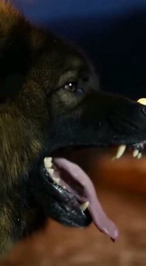 KARAKACHAN DOG #shorts #dog