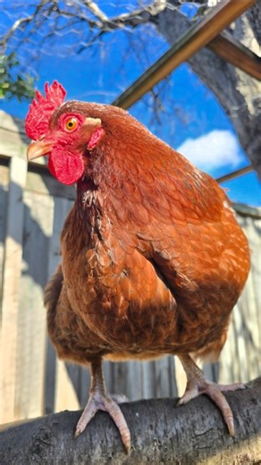 Steph's Rainbow Egg Boutique on Instagram: "For anyone new to chickens 👇 A broody hen is simply a hen whose hormones tell her it’s time to hatch chicks. She’ll stay on the nest day and night, barely eating, barely drinking, and doing her best to protect her “future babies.” Lappy Jelappy has now officially joined the “I’m-not-moving-from-this-nest” club, and if you’ve ever had a hen go broody, you know the signs instantly. That deep fluff, the low little growl, the absolute commitment to sittin