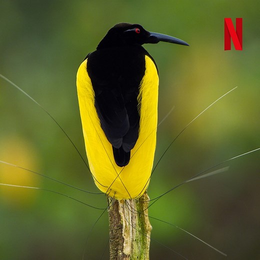 105K views · 81 shares | Hier könnte ein Wortspiel mit Vögeln stehen, aber bleiben wir heute mal seriös: Christoph Maria Herbst kommentiert Vogeltanz, ab 23. Oktober auf Netflix  | Netflix | Facebook