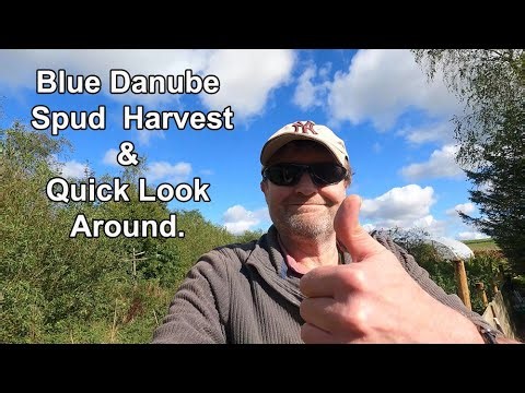 Meagre Blue Danube Potato Harvest & Quick Plot Tour
