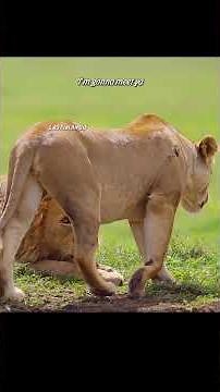 To protect her cubs, the lioness risked her life confronting the male lion!#animals