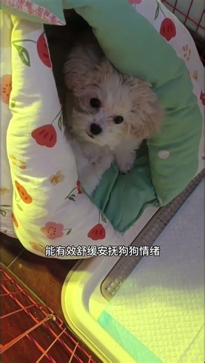 Transform Firecracker Noises with a DIY Soundproof Shelter