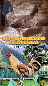 Cómo Evitar Enfermedades en Tus Gallos Finos para un Mejor Desarrollo y Desempeño "¿Quieres que tus gallos finos estén siempre fuertes y listos para dar lo mejor de sí? Evitar enfermedades es clave para su éxito y desarrollo. Aquí te explico cómo lograrlo." Parte 1 – Higiene y limpieza "Primero, mantén el área donde viven tus gallos limpia y seca. Desinfecta comederos, bebederos y cambia el agua a diario. La humedad y la suciedad son el hogar perfecto para bacterias y parásitos." Parte 2 – Alime