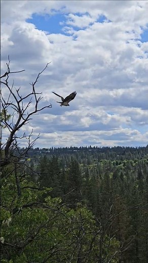 OSPREY Takes Flight And Soars Above The Spokane River