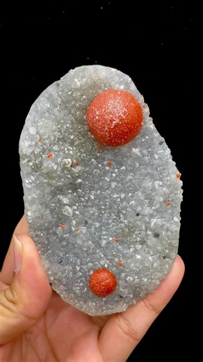Ultra-rare showstopper featuring two bold Red Botryoidal Fluorite formations, beautifully paired with multiple micro red fluorite crystals resting on an MM Quartz matrix. 🔴✨ A truly exceptional and scarce specimen from the renowned Mohadari Quarries, Nashik, Maharashtra, India — a must-have for Botryoidal collectors. #crystals #crystaltok #crystal #crystalsoftiktok #crystalshop