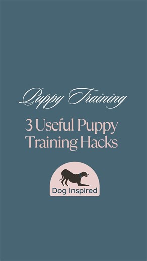 KATHERINE 🦮 PUPPY EXPERT on Instagram: "Hack 1️⃣: Prepare a frozen kong, stuffed with yogurt, canned food or softened dog food. Bonus for layering it with different treats! Use this when crate training, down time or when witching hour is about to begin. Hack 2️⃣: Play the trade game! Give your puppy a toy, bone or a Kong and let them get into it. Then approach them, take it away for a moment, give them a treat and give it back. This will help prevent “keep away" and resource guarding. Hack 3️⃣: