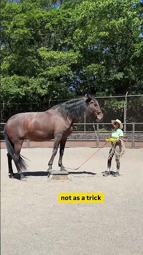 The Step-by-Step Process That Fixes Trailer Loading #horsetraining #technique #shorts