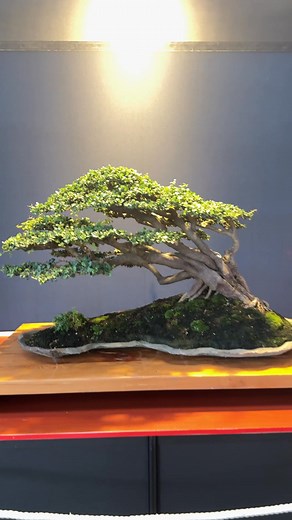 Lemon lemon sa bisaya 🫶😇💚 #bonsai #gardening #fblifestyle | Romeo Antipuesto Jr