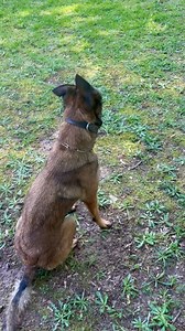 Matthew Posnick and Mohawks Dixie - Mohawks Malinois - World Class Belgian Malinois - Our Dogs Get The Job Done - Bowling Green, Kentucky - Veteran Owned - Waiting List 2025 - In Home Born and Raised NOT in a Kennel | Mohawks Malinois