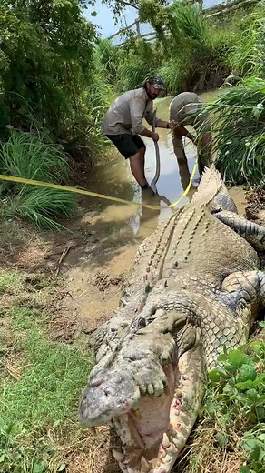 723K views · 46K reactions | Throwback to measuring Tripod the 3 legged Croc but that was a a close one Measuring a Giant Crocodile ain’t easy and you gotta be on your toes the whole time These big animals are always hard to deal with it but I’m glad we didn’t have to stress this big guy out to much We just happen to be quick enough to get him measured while he was laying out on the outside of that little pond bank | Jayprehistoricpets | Facebook