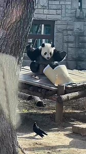 Funny panda videos #shortsreels #animals #panda | Pets and Animals