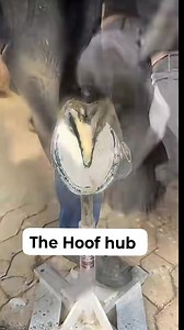 65K views · 591 reactions | This Hoof Definitely Need Fix 樂 HoofCare ​#HorseHooves ​#Farrier ​#EquineHealth ​#HoofHealth ​#EquineCare ​#Horses ​#Hooves ​#HorseLife ​#HoofTrimming ​#Horseshoeing ​#FarrierLife ​#BarefootHoof ​#NaturalHoofCare ​#HorseShoes ​#HotShoeing ​#HoofBalance | The Hoof Hub | Facebook