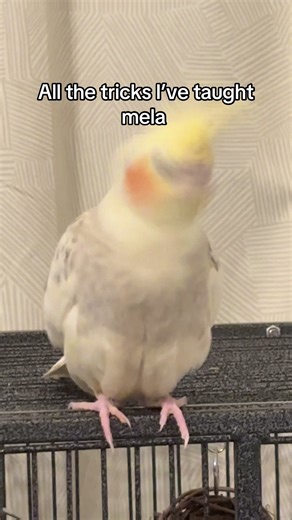 Teach Your Bird New Tricks: Ideas and Tips