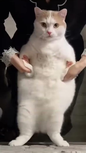 funny cat dance 😂😂😂😂😂😁😁😁#shorts