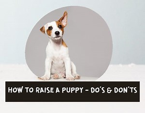 HOW TO RAISE A PUPPY | 6 DO'S AND DON'TS FOR A NEW PUPPY PARENT