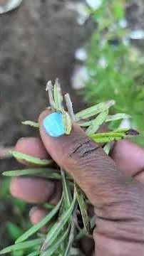 How to harvest rosemary