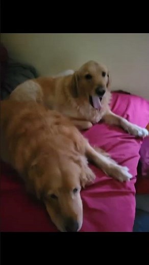 Mom licks son