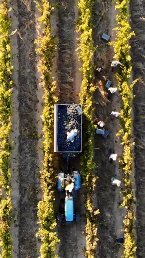 Lodi Chamber of Commerce on Instagram: "Join grape growers, vineyard managers, pest control advisors, winery teams, bankers, and Ag industry partners for a full day of learning, connection, and conversation around the future of Lodi grape growing on Tuesday, February 3rd at Hutchins Street Square. 🍇 This day of industry education is hosted annually by the Lodi District Chamber of Commerce Agribusiness Committee and UC Cooperative Extension to educate local industry professionals on topics like 