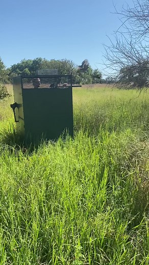 They are learning how to takeoff from the Buddin recall house! Let me know if you want one of these! #quail #bobwhitequail #oklahomaquail #johnnyhouse #quailrecallhouse #hunting #birds #birdrelease #quailtok #dogtraining #huntingdog #rellimoutdoors #fyp #foryoupage