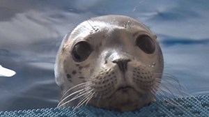 It's time to face the weekend! | Mystic Aquarium