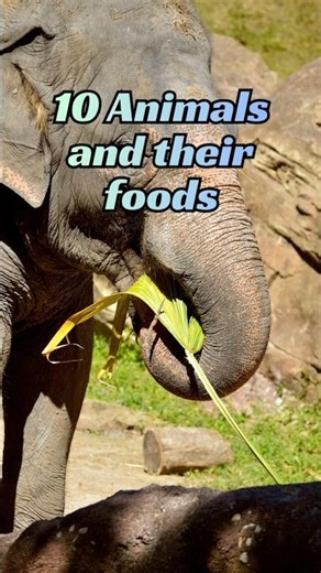 10 Animals and Their Food | Kids Learning | Baby Learning Shorts