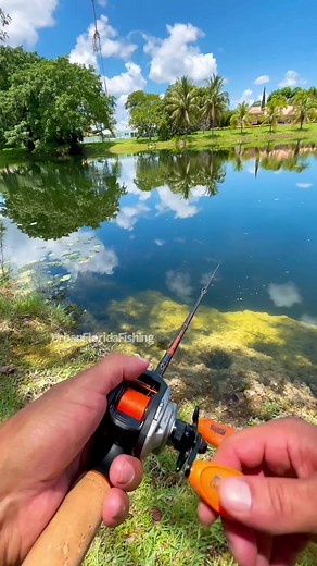 Im just vlogging. I guess they wanted to swim with the swamp puppies 😂😂 #urbanfloridafishing #southfloridafishing #bassfishing #swamppuppies #sportsfishing #fishinglife #gators #freshwaterfishing