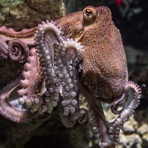 Chobotnice: Charakteristika, Habitat, Jídlo a další ▷➡️ Postposmo