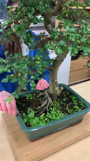 Weeding is an endless job here on the nursery 🌱 #bonsai #trees