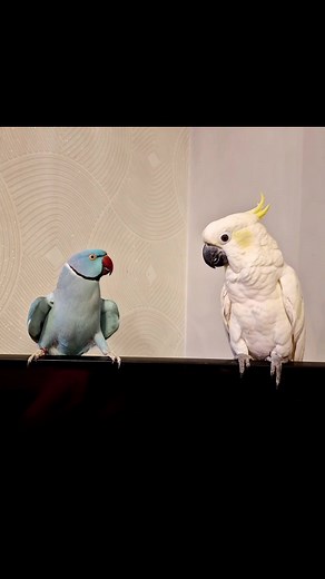 Understanding Polly's Expressions: A Parakeet and Cockatoo Compilation