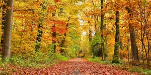 Fall 2021 Officially Begins on the Autumnal Equinox