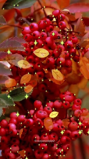 Autumnal Beauty: Close-Up Shots of Berries and Flowers