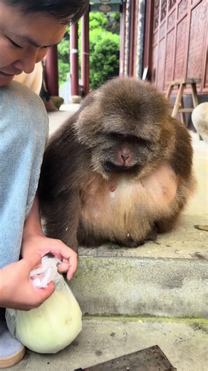 Cute Monkey Tries Different Fruits Daily