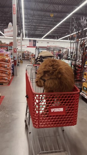 Micro Mini Highland Cow for Sale - Fluffy Mini Cows & More!