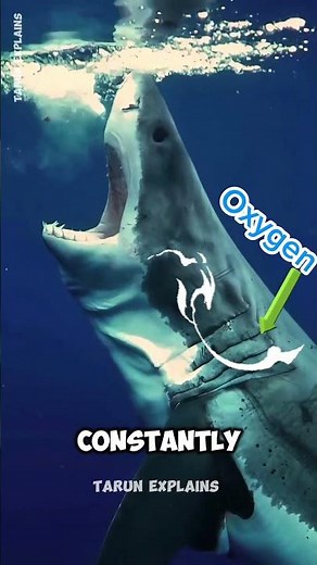 Why Sharks Never Stop Swimming 🦈 | The Science Explained