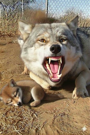 Dad Wolf Gets Peed On by His Pup - Mom Cannot Stop Laughing 🤣🐾🐺 | Alpha's bad day!