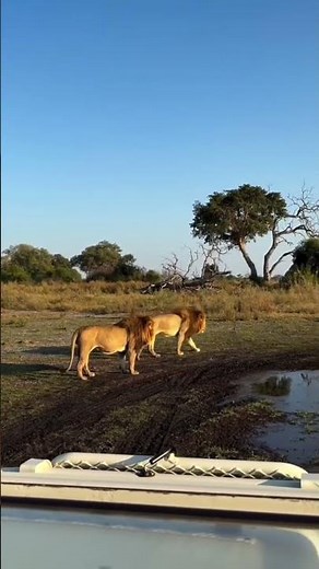 THE BROTHERS REUNITE! Two Xigera Male Lions (The Lagoon Boys) in Moremi #lion #lionking #animals
